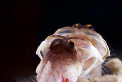 Open up Wiiiiiide.
Jawfish fighting with itself in a mirror by Erika Antoniazzo 